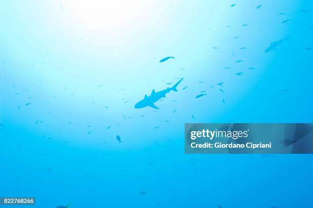 the underwater world of micronesia, oceania. - oceanic white tip shark stock pictures, royalty-free photos & images