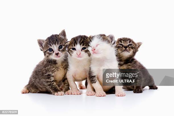 four kittens - kitten stock pictures, royalty-free photos & images