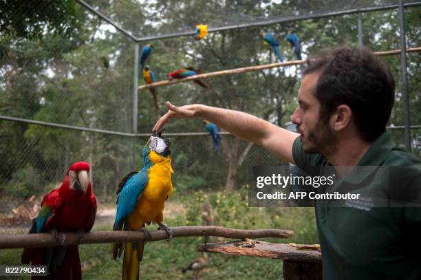 Blue and a red macaws receive attention from an Ibama worker inside the "flight school" aviary where the animals try to adapt to life in nature, in...