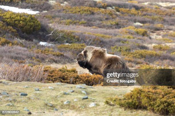 musk ox - musk ox stock pictures, royalty-free photos & images