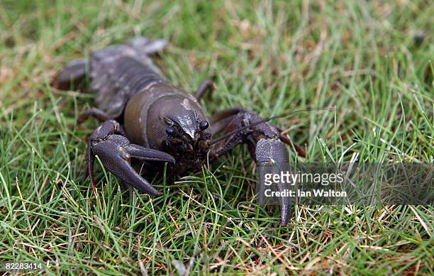 Crayfish is pictured on the course during the Pro-Am of the Scandinavian Masters 2008 at the Arlandastad Golf Club on August 13, 2008 in Stockholm,...