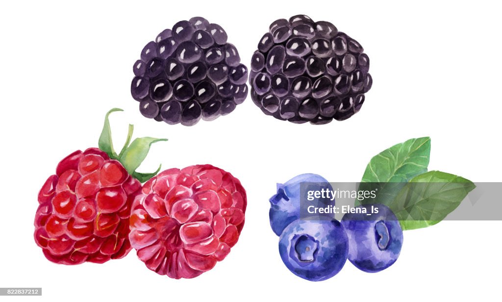Blackberry, blueberry, raspberry botanical illustration. Watercolor image.