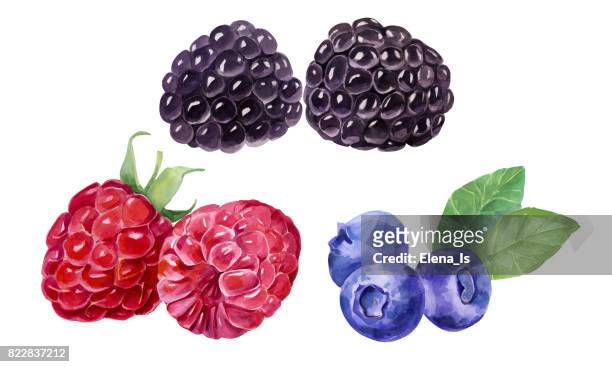 blackberry, blueberry, raspberry botanical illustration. watercolor image. - blackberry fruit on white stock illustrations
