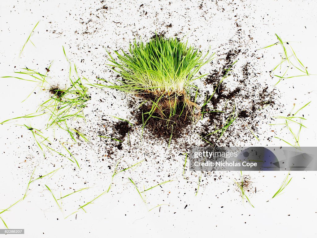 Clump of grass and dirt on pure white ground