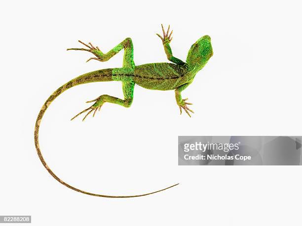 a lizard on pure white ground - lagarto imagens e fotografias de stock