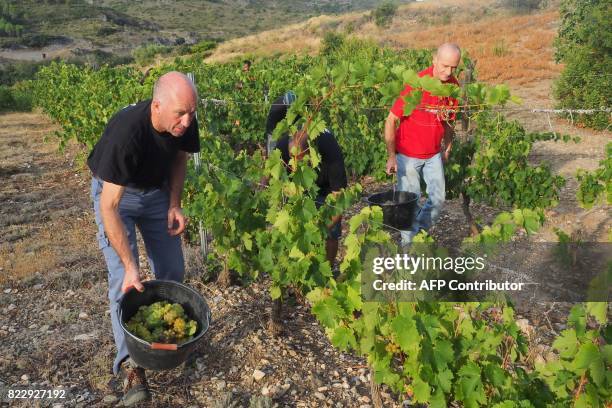 People harvest Muscat grapes at the Chateau de Jau estate in Cases-de-Pene, southern France, on July 26, 2017. Knocked off course by a cold spring...