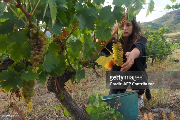Woman collects Muscat grapes during the wine harvest at the Chateau de Jau estate in Cases-de-Pene, southern France, on July 26, 2017. Knocked off...