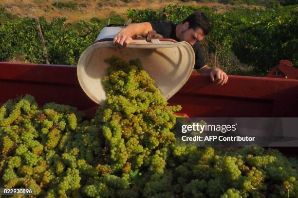 Man drops Muscat grapes into a container during the wine harvest at the Chateau de Jau estate in Cases-de-Pene, southern France, on July 26, 2017....