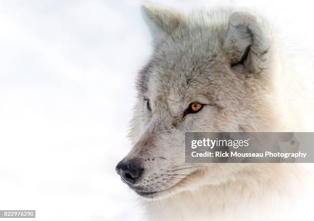 arctic wolf portrait - arctic wolf stock pictures, royalty-free photos & images