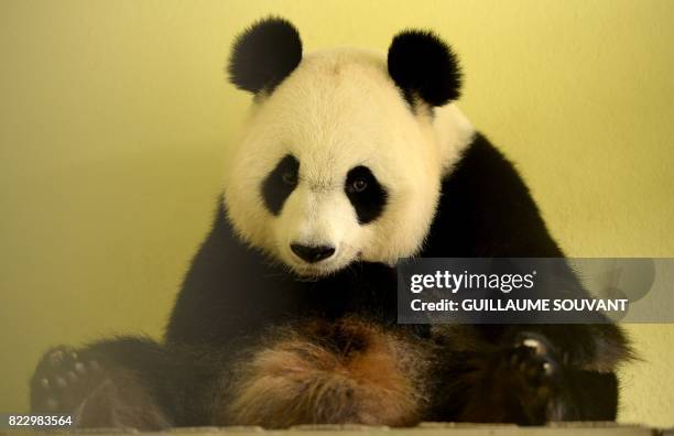Female panda Huan Huan rests inside her box after her echography at the Beauval Zoo in Saint-Aignan-sur-Cher, central France, on July 26, 2017. -...