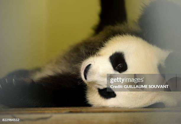 Female panda Huan Huan rests inside her box after her echography at the Beauval Zoo in Saint-Aignan-sur-Cher, central France, on July 26, 2017. -...