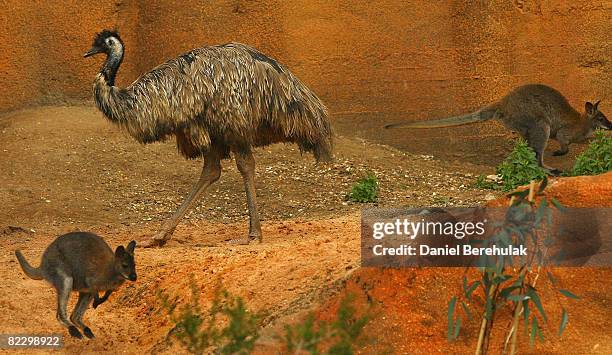 Emu's and wallabies occupy the new Outback Exhibit at the London Zoo on August 14, 2008 in London, England. The Mappin Terrace once home to ZSL...