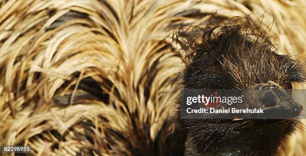 An Emu looks onwards at the new Outback Exhibit at the London Zoo on August 14, 2008 in London, England. The Mappin Terrace once home to ZSL London...
