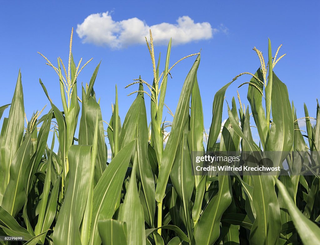 Corn field, close up