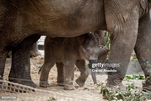 An Indian baby boy elephant named Chandra, which was born on 8th of July, is seen at the Ostrava Zoo in Ostrava, Czech Republic on July 26, 2017. The...