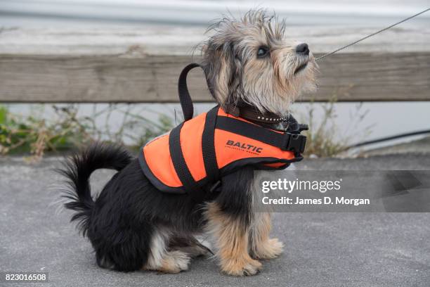 Tarzan the young dog wears his lifejacket as he steps off his holiday boat on July 26, 2017 in Hornbaek, Denmark. Known locally as the Danish...