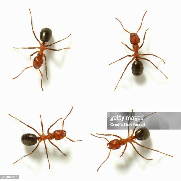 Above An Insect 141 Ant From Above Stock Photos, High-Res Pictures, and Images - Getty ...