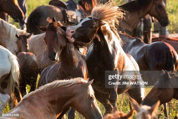 Assateague wild ponies rear up on each other during the annual Chincoteague Island Pony Swim in Chincoteague Island, Virginia, on July 26, 2017.