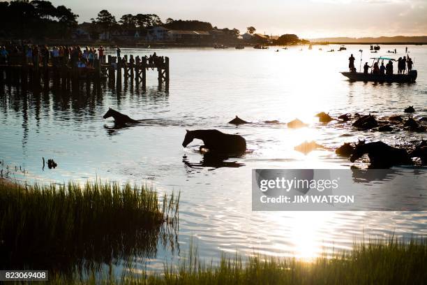 Assateague wild ponies make their way out of the Assateague Channel during the annual Chincoteague Island Pony Swim in Chincoteague Island, Virginia,...
