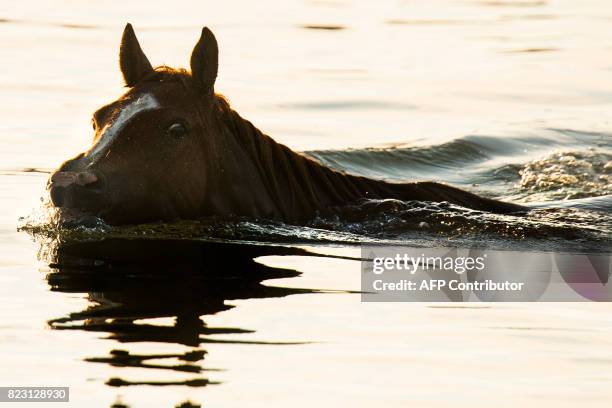 An Assateague wild pony swims across the Assateague Channel during the annual Chincoteague Island Pony Swim in Chincoteague Island, Virginia, on July...