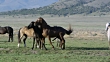 Two Male Horses Trying To Mate With Female - 4K stock video - Getty Images