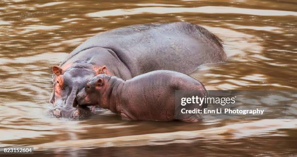 mom hipppo with  baby - baby hippo stock pictures, royalty-free photos & images