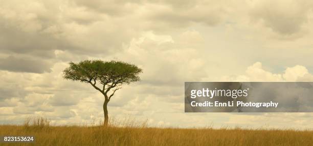 masai mara landscape - acacia tree foto e immagini stock