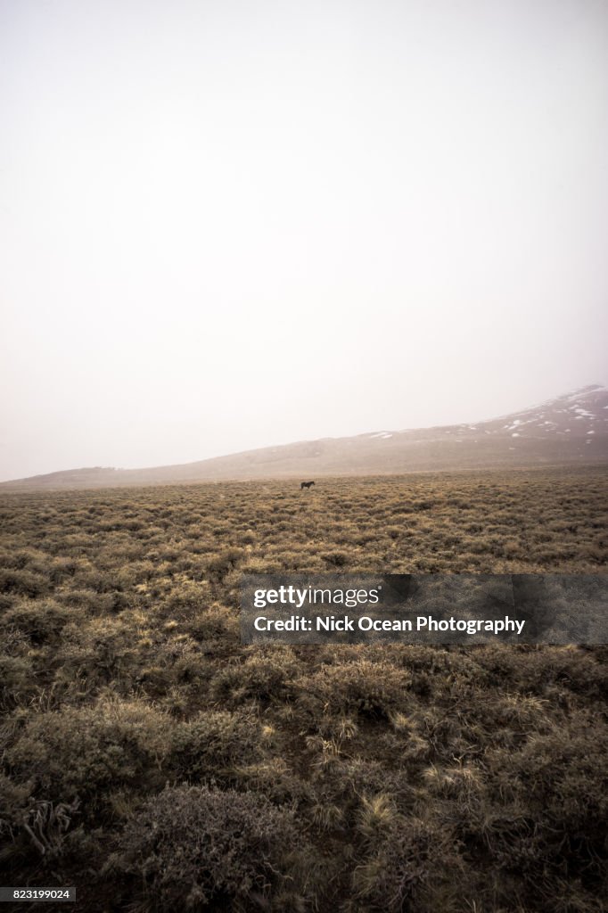 Monochrome, Spring Snow Storm in Ancient Bristlecone Pine Forest, near Bishop, California, Spring 2015