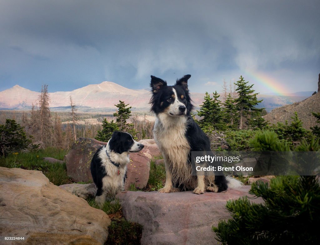 Border Collies on a rock with a rainbow