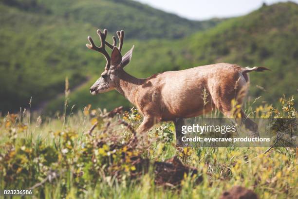 colorado west wildlife mule deer - mule deer stock pictures, royalty-free photos & images