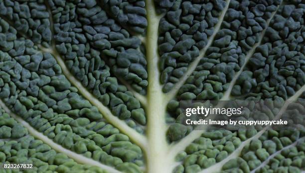 close up of cabbage - cabbage stock-fotos und bilder