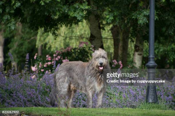 jimmy in the mint - irish wolfhound stock pictures, royalty-free photos & images
