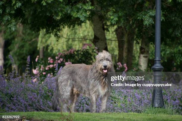 jimmy in the mint - irish wolfhound bildbanksfoton och bilder