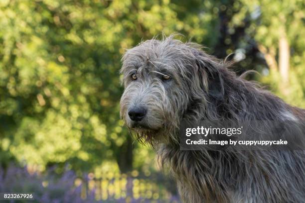 irish wolfhound - lobero irlandés fotografías e imágenes de stock