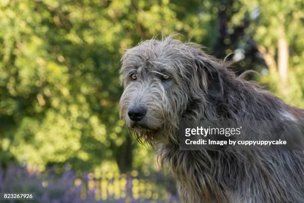 irish wolfhound - irish wolfhound bildbanksfoton och bilder