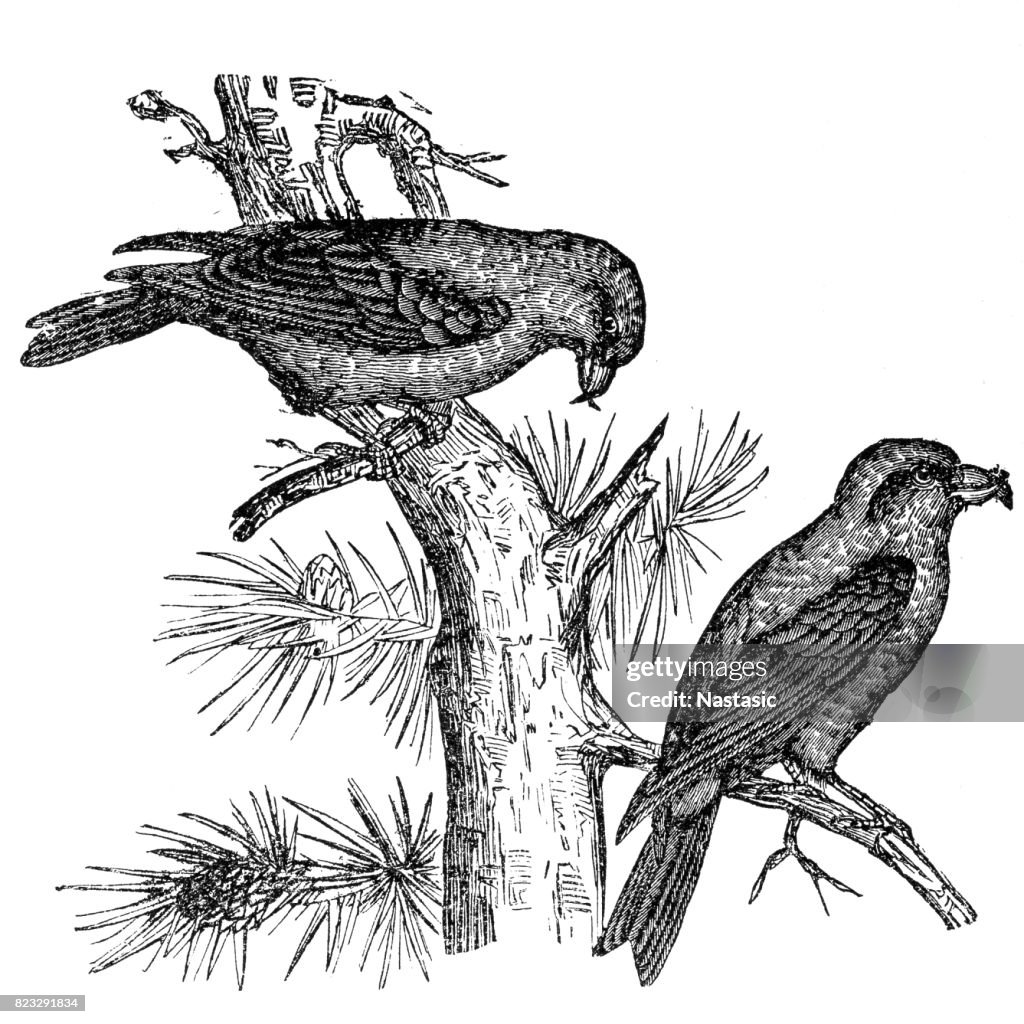 The red crossbill (Loxia curvirostra)