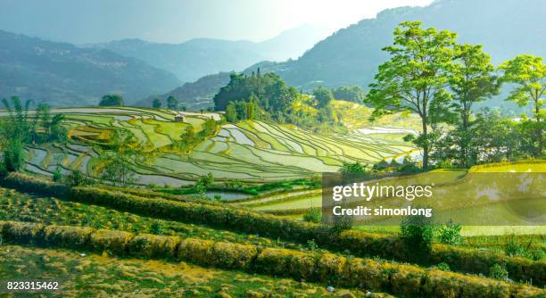 rice terrace at yuanyang, yunnan, china - yuanyang foto e immagini stock