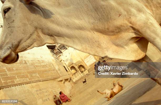 Cow, dogs, pilgrims sitting and a barber shaving on the ghats on April 10, 1997 in Varanasi, India. Hindus come to Varanasi to die.