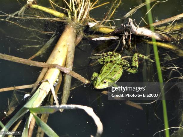 Spring Tree Frog 237 Spring Frog Stock Photos, High-Res Pictures, and Images - Getty Images