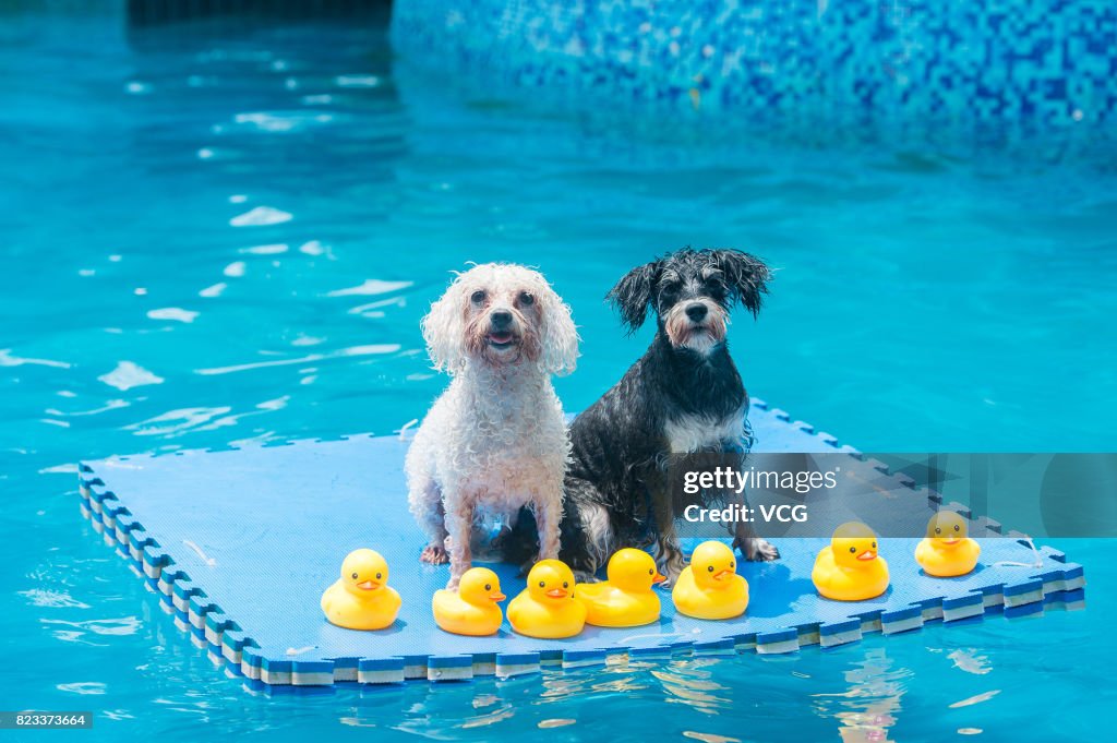 4 Swimming Pools Open To Dogs In Chengdu