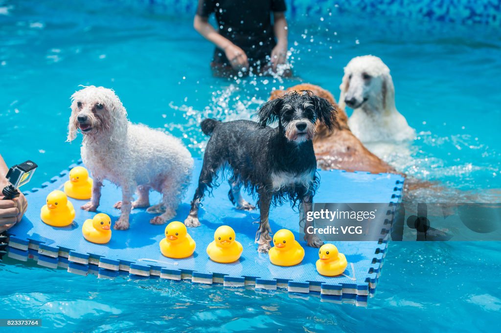 4 Swimming Pools Open To Dogs In Chengdu