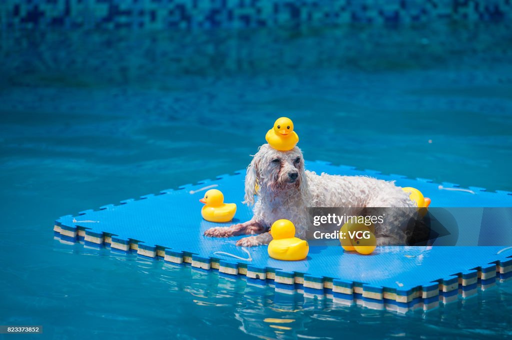 4 Swimming Pools Open To Dogs In Chengdu