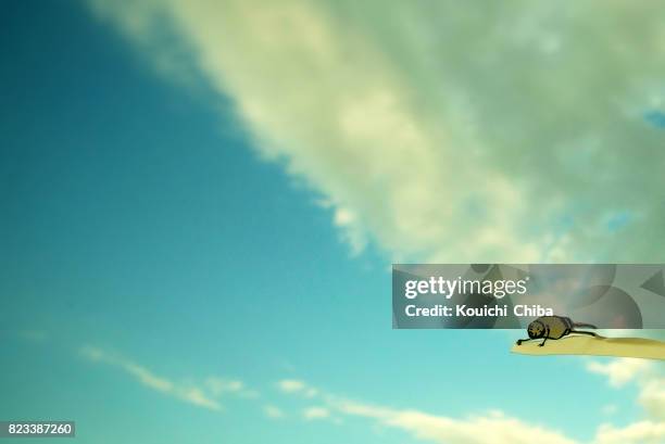 sleeping in the sky - kouichi chiba imagens e fotografias de stock