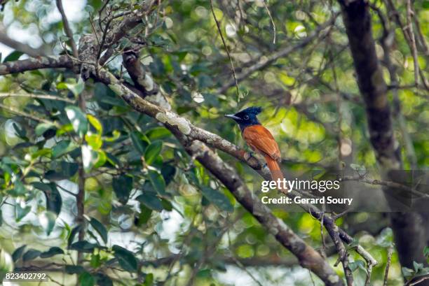 an asian paradise flycatcher sitting on a branch - eutrichomyias rowleyi stock pictures, royalty-free photos & images