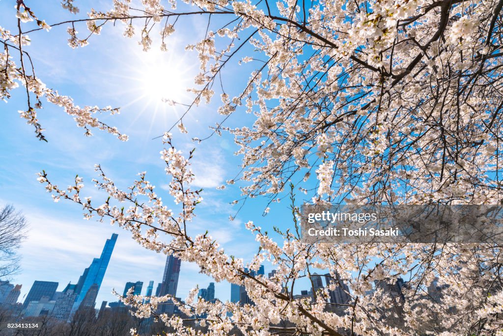 Springtime sunlight illuminates Cherry blossoms, and Manhattan skyscrapers at the Sheep Meadow in Central Park New York.
