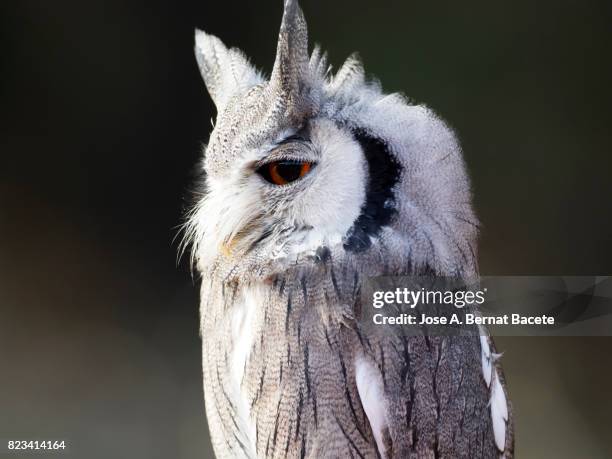 eurasian scops owl perched on an old trunk of tree hunting with the eyes open. spain, - both eyes open looking away bildbanksfoton och bilder