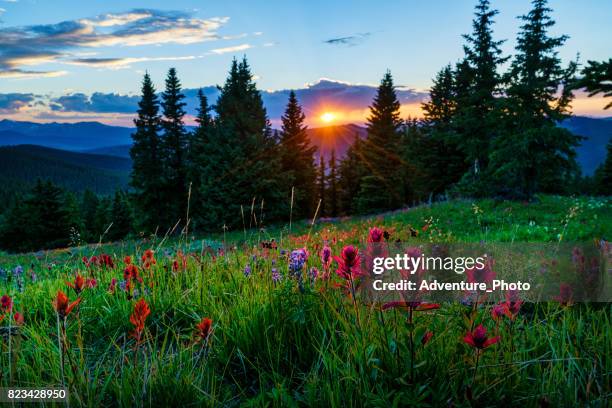 sawatch mountains summer view with wildflowers - vail colorado stock pictures, royalty-free photos & images