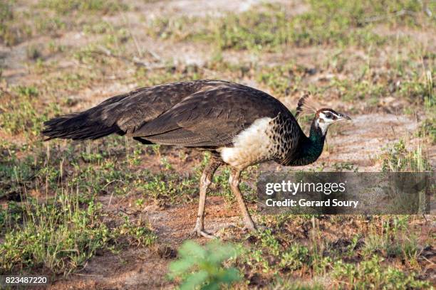 a female indian peafowl walking among weeds - paon stockfoto's en -beelden