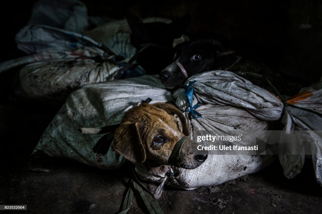 Indonesians Taste for Dog Meat Grows In Popularity