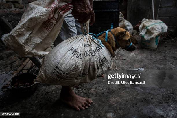 Man carries a bound dog in sacks before slaughtering it at a dog meat butchery house on July 27, 2017 in Yogyakarta, Indonesia. Indonesians have seen...
